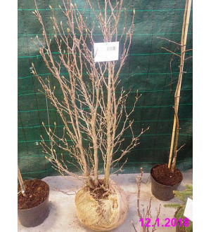 Magnolia 'Susan' C 65 L